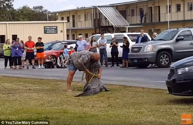 Nhân viên bắt cá sấu cẩn thận bịt mắt và dùng một chiếc dây khác buộc vào cổ con vật hung dữ. (Nguồn: Daily Mail)