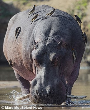 Bạn duy nhất của hà mã là những con chim oxpecker bắt rận trên lưng nó.