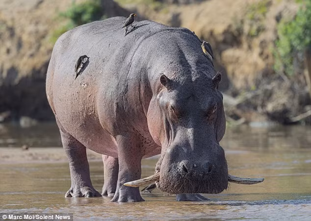 Con hà mã khổng lồ có đôi răng nanh dài khác thường đứng ở vùng nước nông dưới sông Luangwa trong vườn quốc gia North Luangwa.
