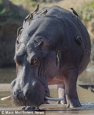 Bị đồng loại xa lánh, hà mã có đôi răng nanh ngoại cỡ thường lảng vảng một mình ở vùng nước nông.