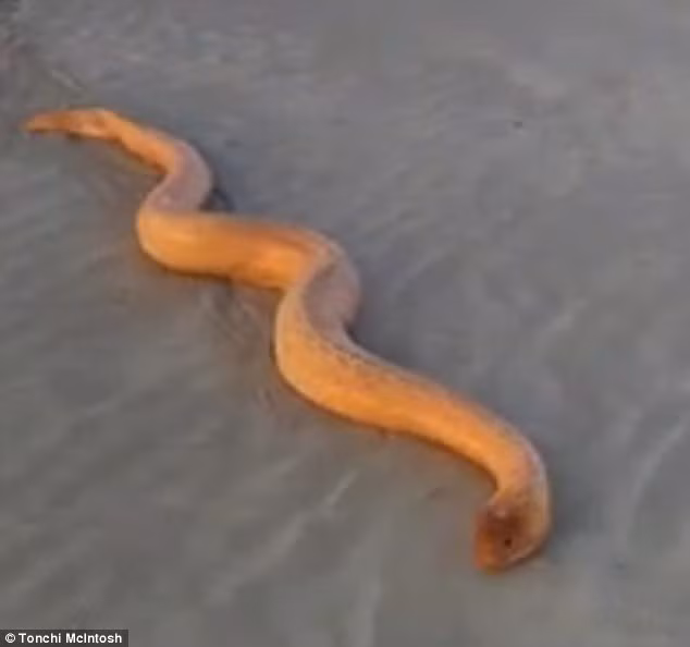 Mcintosh cho biết anh phát hiện rắn biển dọc bãi tắm vài tuần gần đây, nhưng chưa từng gặp buổi sáng như trường hợp này.