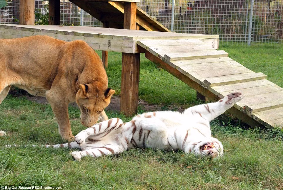 Tình bạn hiếm thấy của hai con vật hung dữ nhất trong tự nhiên vẫn kéo dài cho tới nay. (Nguồn: Daily Mail)