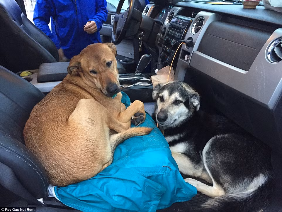 Bạn đồng hành không thể thiếu của cặp đôi người Mỹ.