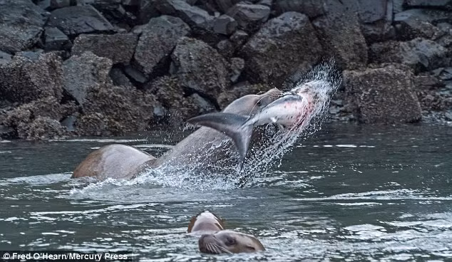 Sư tử biển ngậm con cá mập nhỏ trong miệng và hất tung lên trên không.