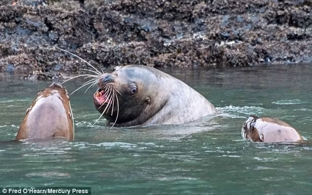 Nhiếp ảnh gia chia sẻ: “Tôi rất may mắn sống ở nơi có nhiều cơ hội chứng kiến thế giới hoang dã. Tuy nhiên đây là điều rất hiếm khi xảy ra”.