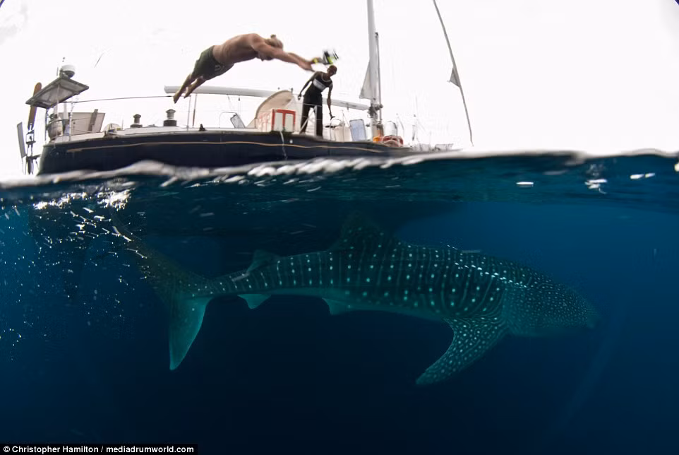 Những người đàn ông không hề e sợ khi bơi cùng cá mập voi khổng lồ có thể nặng tới 20 tấn. (Nguồn: Daily Mail)