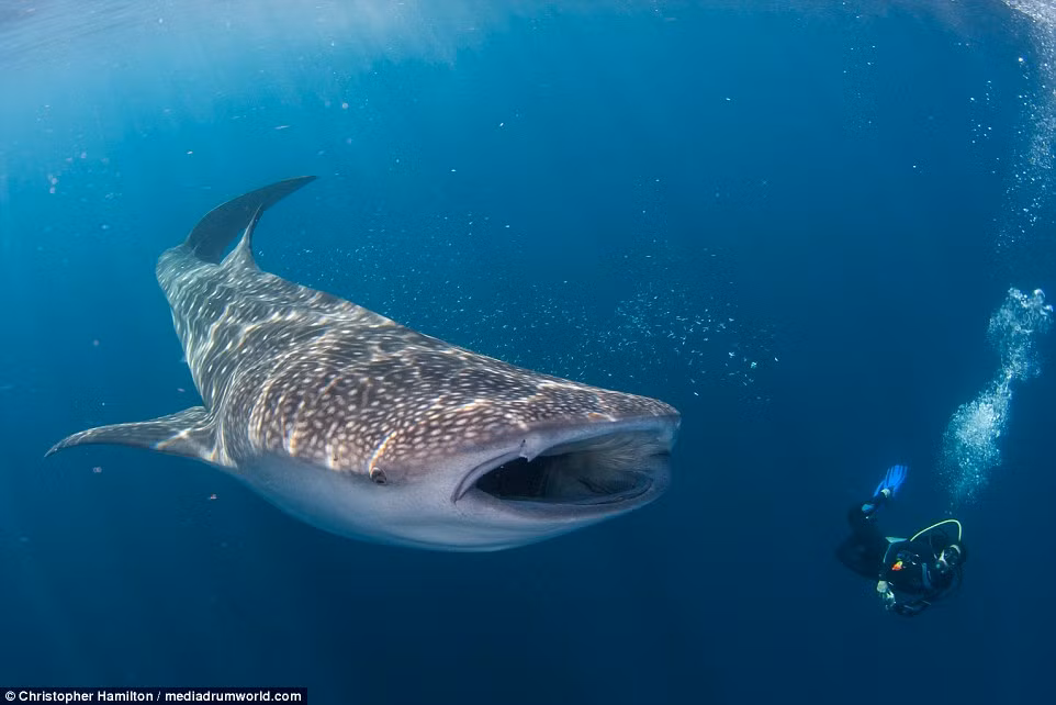 Nhiếp ảnh gia Christopher Hamilton chụp ảnh thợ lặn và ngư dân bơi cùng cá mập voi khổng lồ ở ngoài khơi bờ biển Indonesia. (Nguồn: Daily Mail)