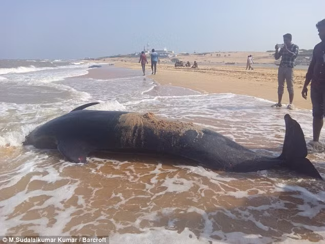 Một số người đã phủ cát lên cơ thể cá voi mắc cạn để giúp nó không bị mất nước trong khi chờ được đưa trở lại biển.