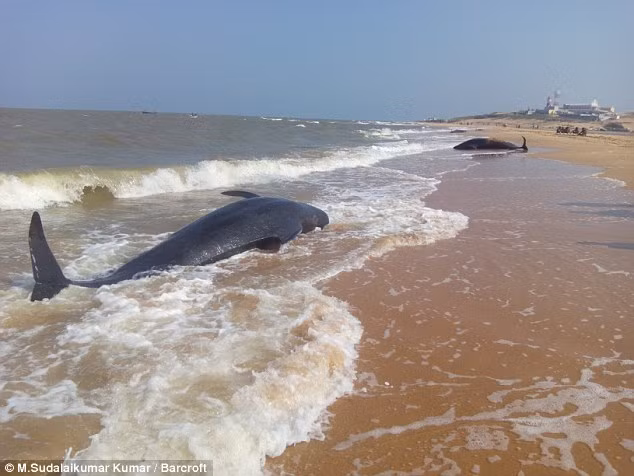 Một số con nằm ngay vùng nước nông và cố gắng duy trì sự sống.