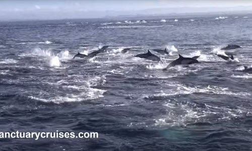 Kich tinh ca voi truy sat 1.000 ca heo tren bien