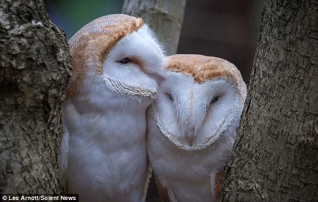 Tuy nhiên, nhiếp ảnh gia 55 tuổi cho biết hai con cú này không phải là đôi uyên ương mà chúng là hai con cái cùng mẹ. (Nguồn: Daily Mail)