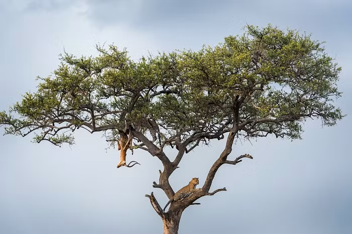 Báo gấm tha lôi xác linh dương châu Phi lên cây trong vườn quốc gia Masai Mara, Kenya.
