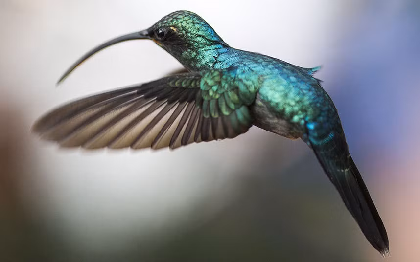 Chim ruồi đi kiếm ăn ở Alajuela, Costa Rica.