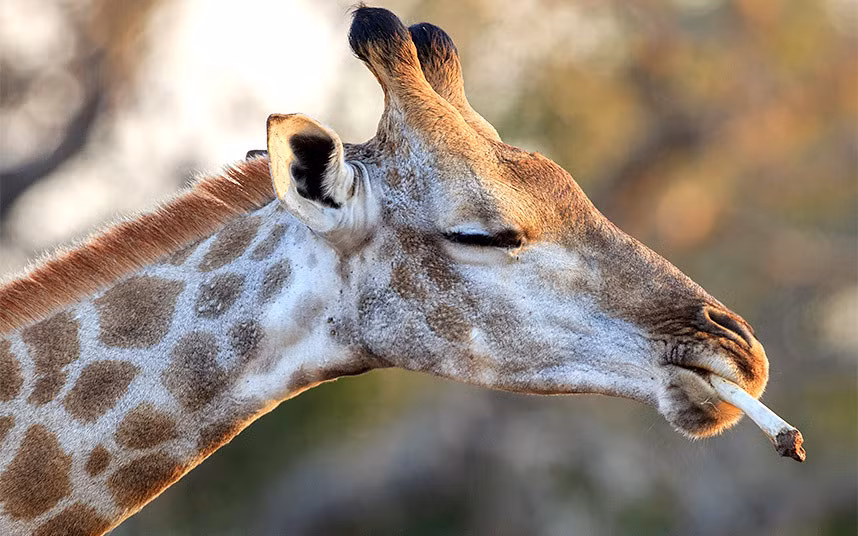 Hươu cao cổ nhai một mẩu xương trong công viên động vật hoang dã Mkhuze, Nam Phi.