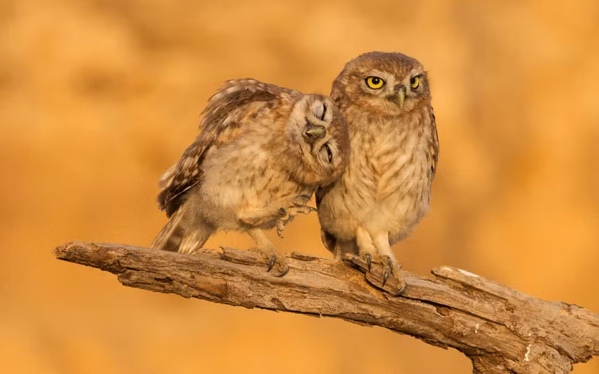 Khoảnh khắc tình tứ lãng mạn của cặp chim cú trên sa mạc Judean ở Israel.