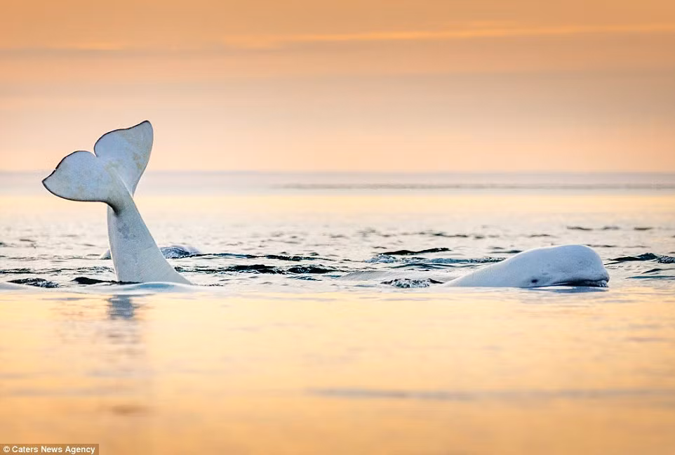 Cá voi trắng thường sống ở những vùng nước lạnh và chúng có lớp mỡ dày từ 10 đến 15 cm để giữ ấm cơ thể. (Nguồn: Daily Mail)