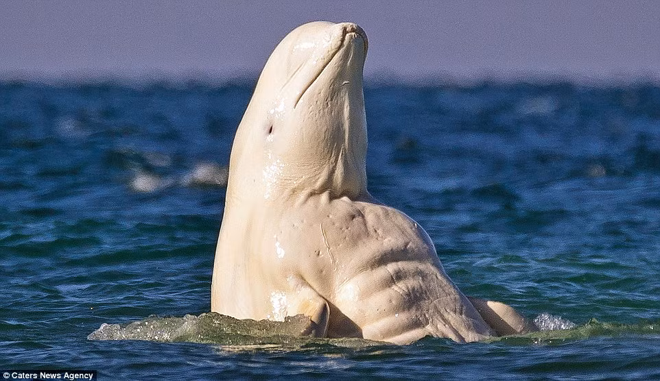  Cá voi trắng đực ngoi lên mặt nước để khoe cơ bắp cuồn cuộn trước mặt các du khách. Nhiếp ảnh gia David Merron cho biết: “Chú cá voi này dường như đã dành rất nhiều thời gian để tập thể hình”. (Nguồn: Daily Mail)