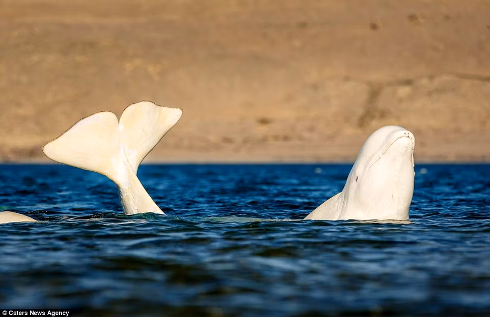 Cá voi trắng đực vùng vẫy trong làn nước biển xanh cạnh bạn tình và các thành viên khác trong đàn sau khi có màn khoe cơ bắp rất ấn tượng. (Nguồn: Daily Mail)