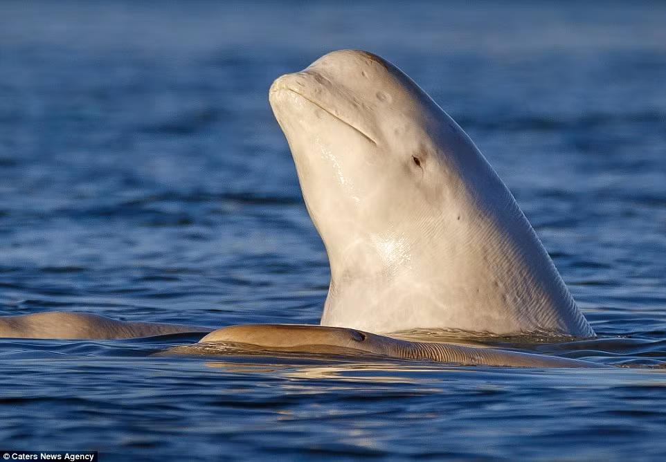 Con cá voi trắng đực tỏ ra rất kiêu hãnh với cơ bụng 6 múi của mình, khi nó thường xuyên ngoi đầu lên khỏi mặt nước. (Nguồn: Daily Mail)