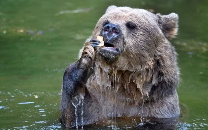 Gấu nâu khổng lồ thích thú tắm mát trong vườn thú Whipsnade ở Dunstable, Anh.