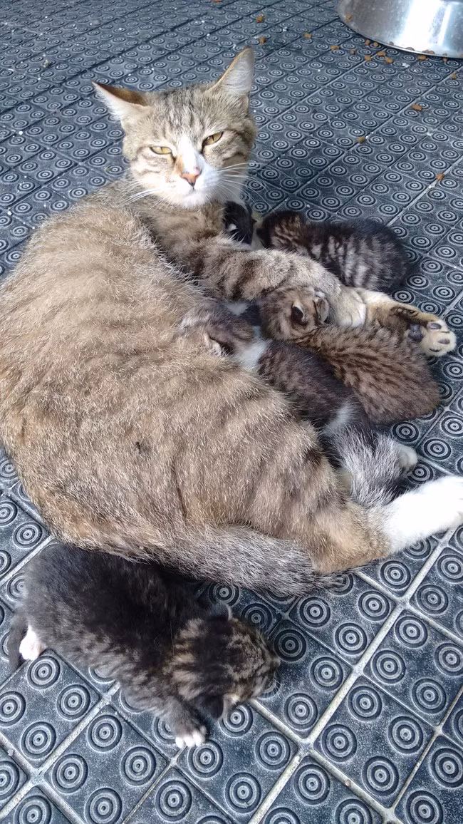 “Mình đang có bao nhiêu đứa con nhỉ?”