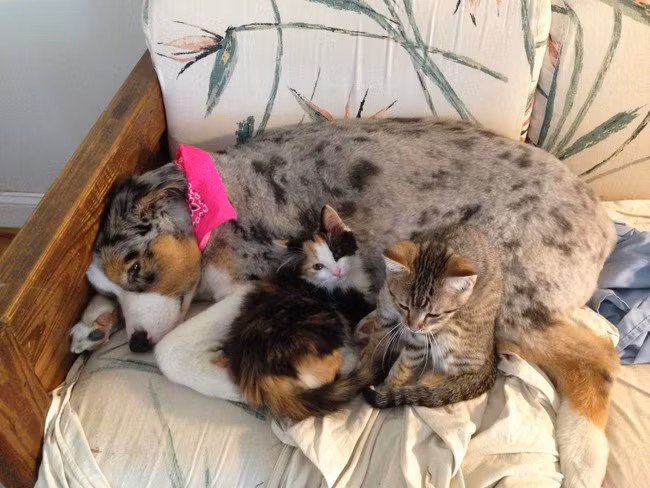 “Thật mệt với lũ mèo con, mình đâu phải là mẹ chúng”.