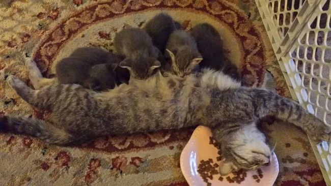 Mèo mẹ ngủ quên khi cho con bú.