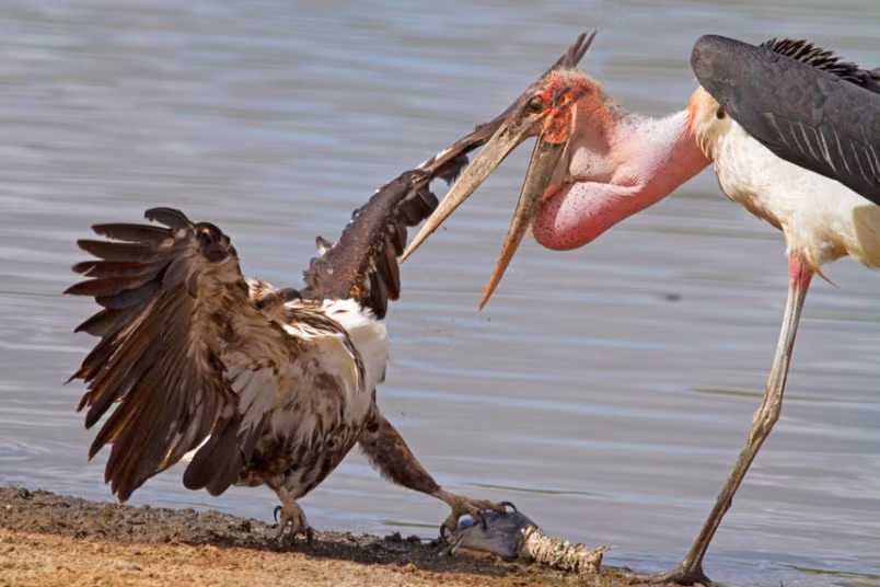  Ảnh động vật tuần ấn tượng do nhiếp ảnh gia Mark Sheridan Johnson ghi lại cảnh tượng một con cò già và đại bàng quyết chiến tranh thức ăn trong khu bảo tồn động vật hoang dã Selous ở Tanzania. (Nguồn: Telegraph)