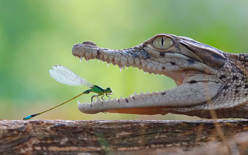 Chuồn chuồn đậu trong miệng cá sấu đang nằm trên một khúc gỗ ở Tanjung Pasir, Indonesia. (Nguồn: Telegraph)