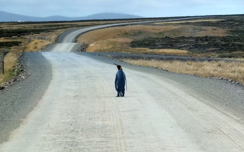 Chim cánh cụt vua một mình đi trên đường gần khu dân cư ở Teal Inlet, Falklands. (Nguồn: Telegraph)