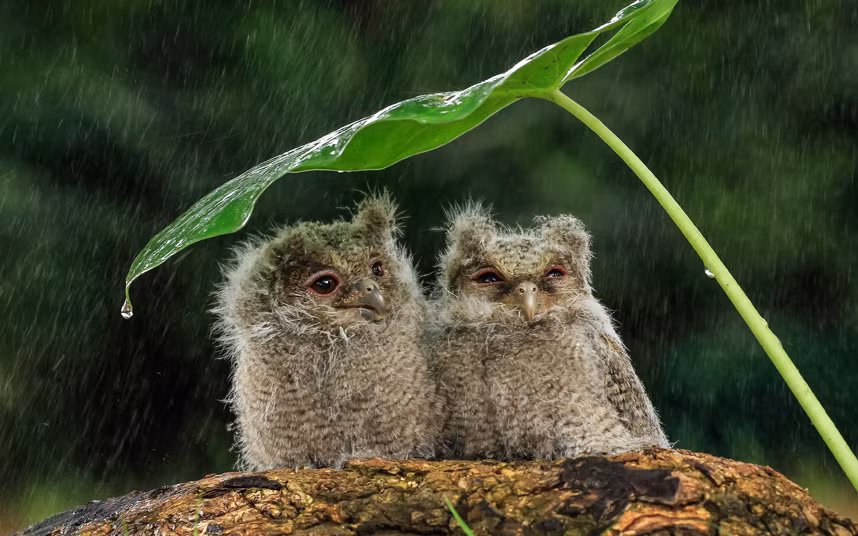 Cặp chim cú nhỏ chụm lại cùng nhau dưới tán lá để tránh mưa ở Jakarta, Indonesia. (Nguồn: Telegraph)