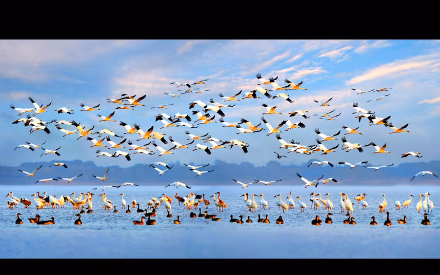 Đàn sếu cất cánh từ một hồ nước ở tỉnh Giang Tây, Trung Quốc. (Nguồn: Telegraph)