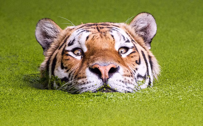 Hổ bơi dưới nước đầy bèo tấm trong vườn thú ở thành phố Copenhagen, Đan Mạch. (Nguồn: Telegraph)