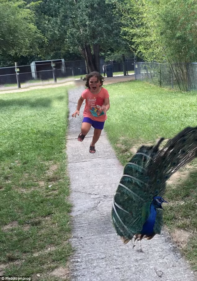 Thành viên Jmprog trên mạng Reddit sử dụng những kỹ thuật xử lý ảnh cơ bản để đảo ngược tình thế, khi bé gái trở thành người truy đuổi chim công.