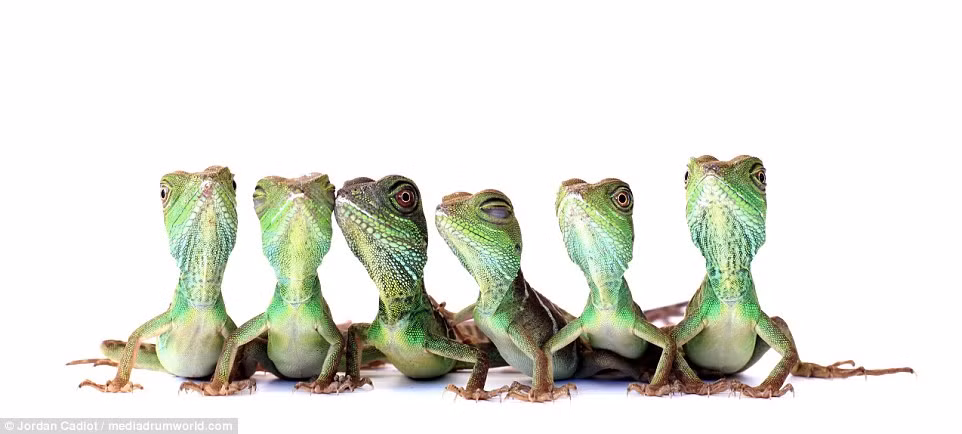 Những con rồng đất là vật nuôi rất nhiều bạn trẻ ở châu Âu ưa thích. (Nguồn: Daily Mail)