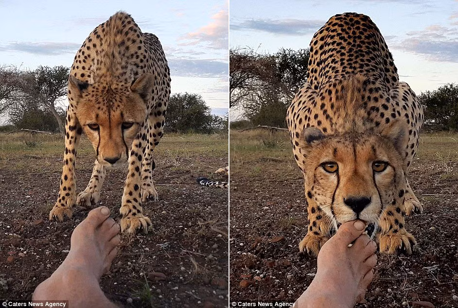 Con báo từ từ tiến tới và liếm ngón chân của nhiếp ảnh gia.