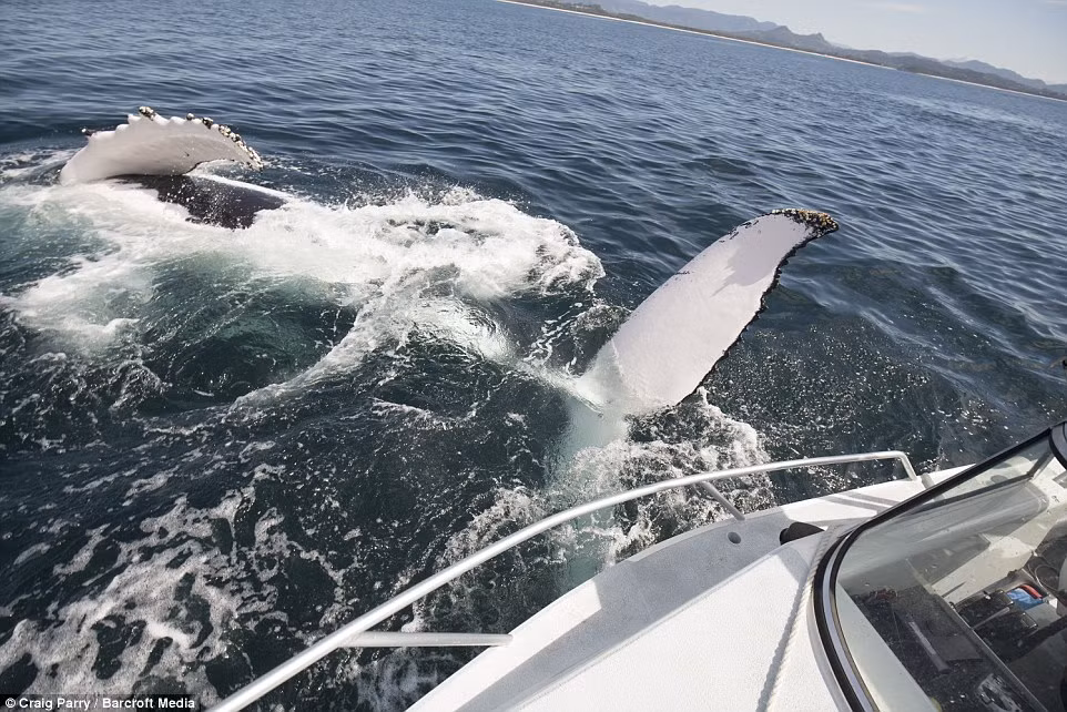 Cá voi lưng gù nặng tới 40 tấn quẫy đuôi tạo sóng khiến thuyền nhỏ chòng chành.