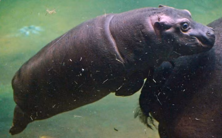 Hà mã con thích thú bơi cùng mẹ trong vườn thú ở thành phố Prague, CH Czech. (Nguồn: Telegraph)