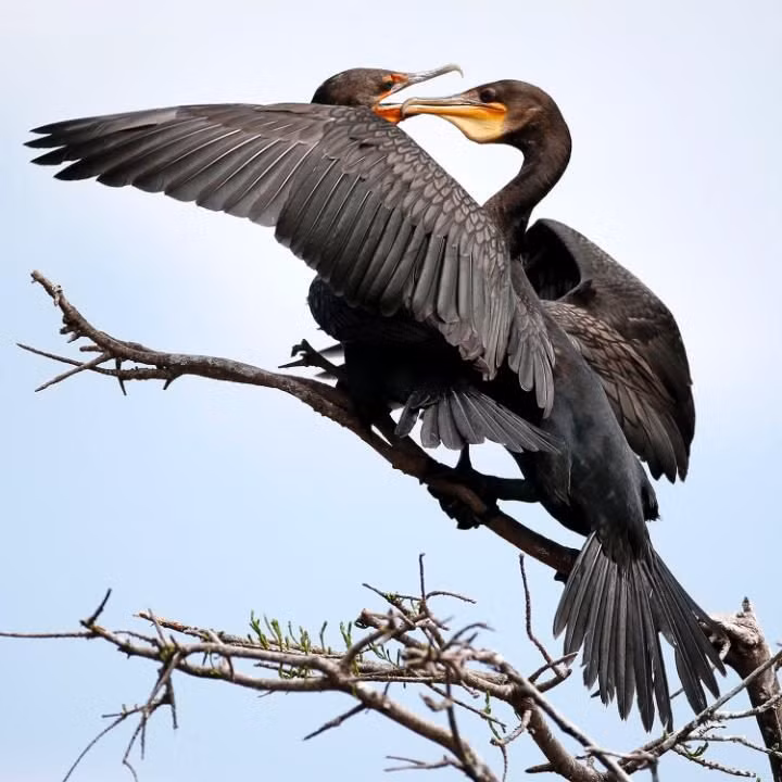 Cặp chim cốc tình tứ với nhau trên cây trong khu bảo tồn ngập nước Wakodahatchee ở bang Florida, Mỹ. (Nguồn: Telegraph)