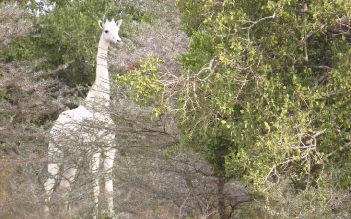 Hươu cao cổ bạch tạng cực hiếm trong vườn quốc gia ở Ishaqbini, Kenya. (Nguồn: Telegraph)