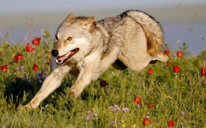 Sói hoang chạy trên cánh đồng đầy hoa trong khu bảo tồn thiên nhiên Rostovsky ở Orlovsky, Nga. (Nguồn: Telegraph)