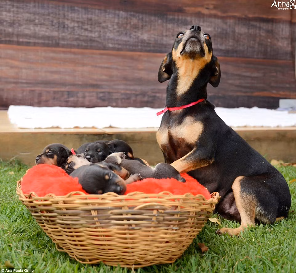 Lilica ngồi cạnh ổ trong khi đàn con của nó đang say giấc nồng. (Nguồn: Daily Mail)