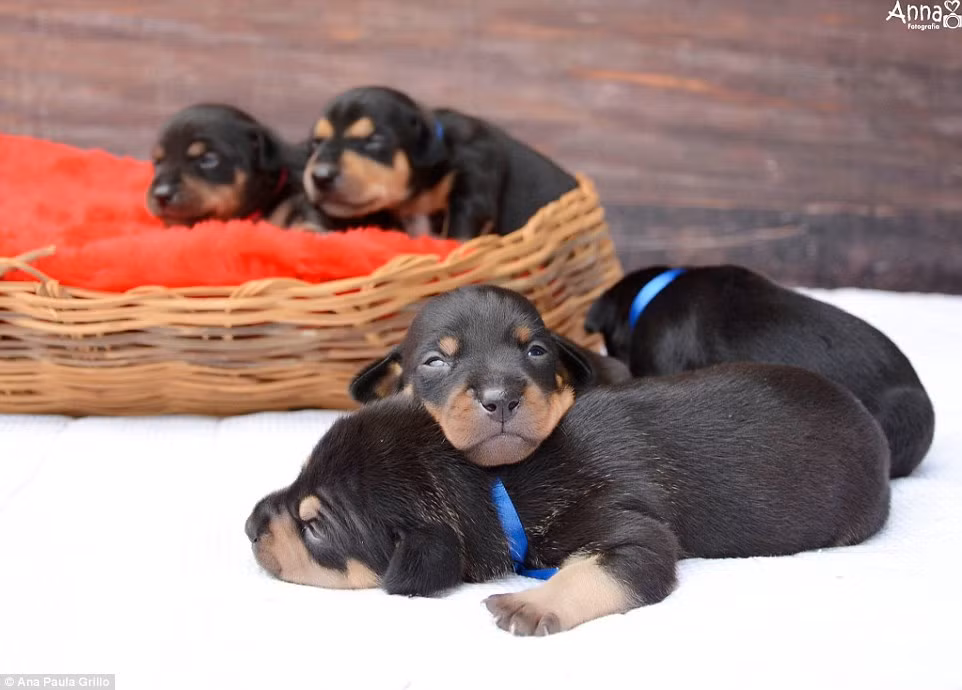 Những bức hình này được chụp khi đàn cún con mới được vài ngày tuổi. (Nguồn: Daily Mail)