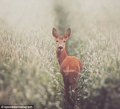 Hươu một mình đi trên đồng cỏ phủ đầy sương giá. (Nguồn: Daily Mail)