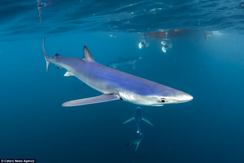 Cá mập xanh đôi khi còn được gọi là “sói biển” do đặc tính săn mồi theo đàn và rất hung ác của chúng.