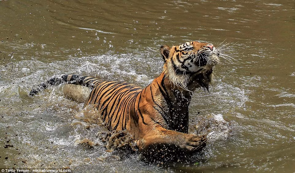 Đây là một trong số 400 cá thể hổ Sumatra còn sống sót trên Trái đất. (Nguồn: Daily Mail)