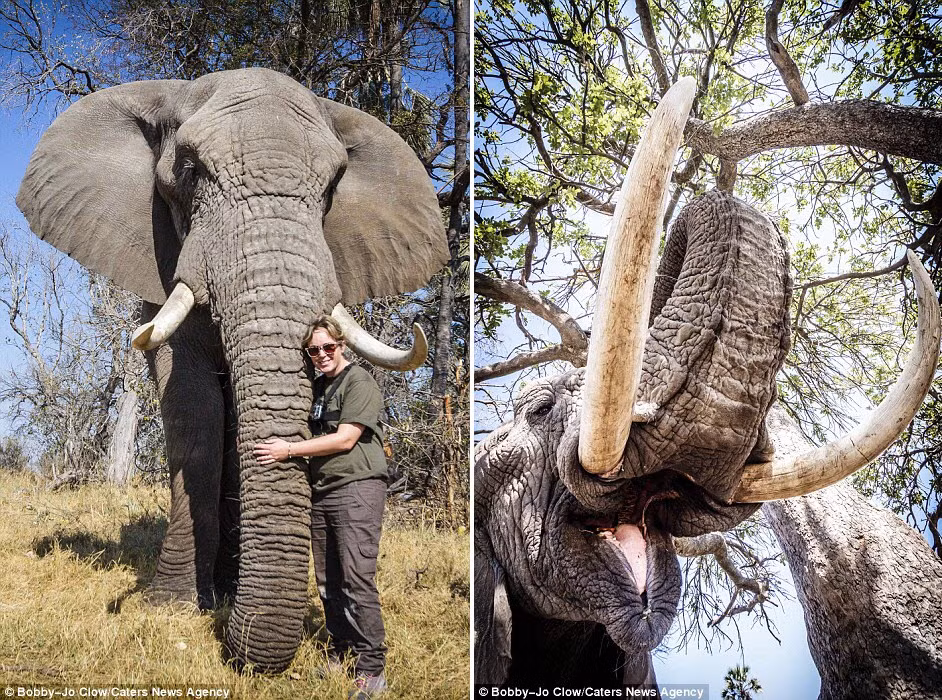 Bobby-Jo chụp ảnh cùng với một con voi khổng lồ. (Nguồn: Daily Mail)