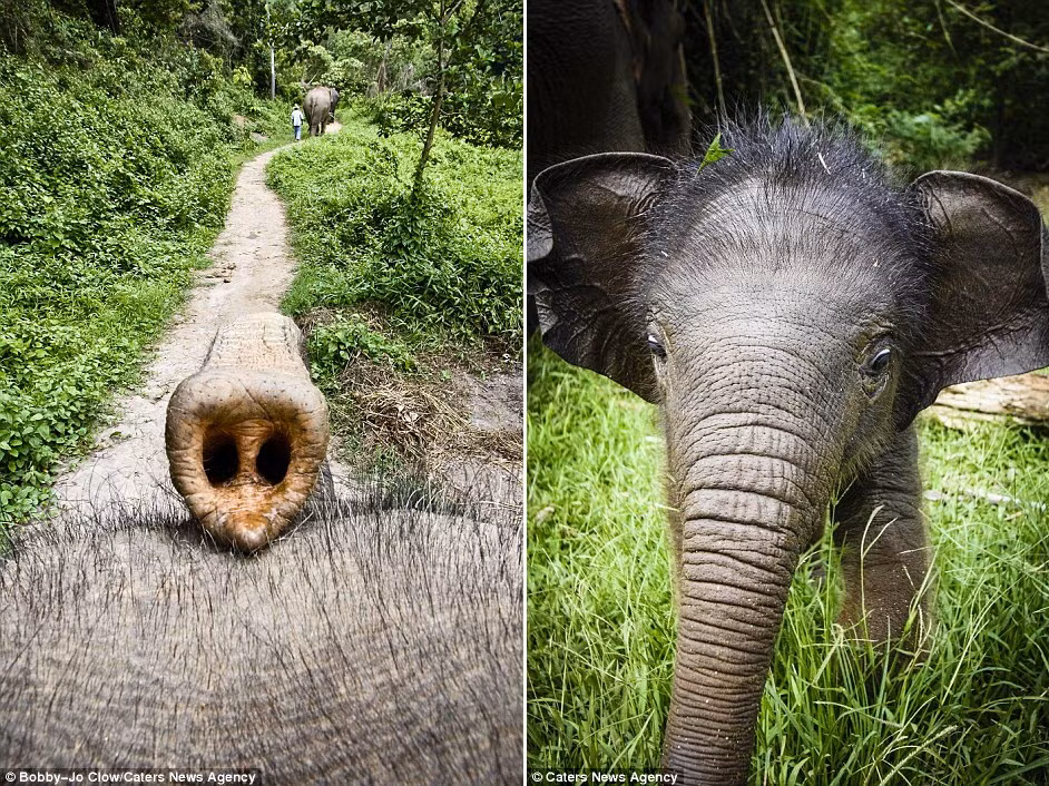 “Tôi được tạo đặc quyền quan sát và chụp ảnh những con voi hoang dã ở châu Phi và tôi muốn làm một điều gì đó cho chúng”, Bobby-Jo nói. (Nguồn: Daily Mail)