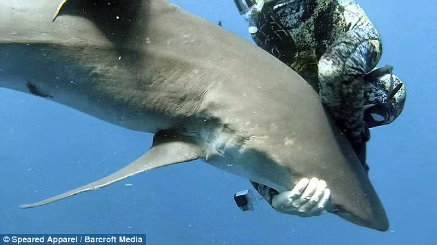 Khi con cá mập rơi vào trạng thái lờ đờ, Dornellas bắt đầu tìm cách để gỡ chiếc lưỡi câu khỏi miệng của nó.