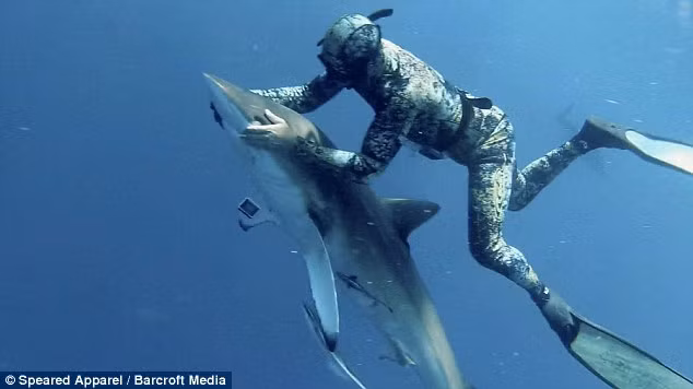 Nhưng trong quá trình gỡ lưỡi câu, thợ lặn phải luôn dùng hai tay che mắt của cá mập, nếu không nó sẽ tỉnh lại.
